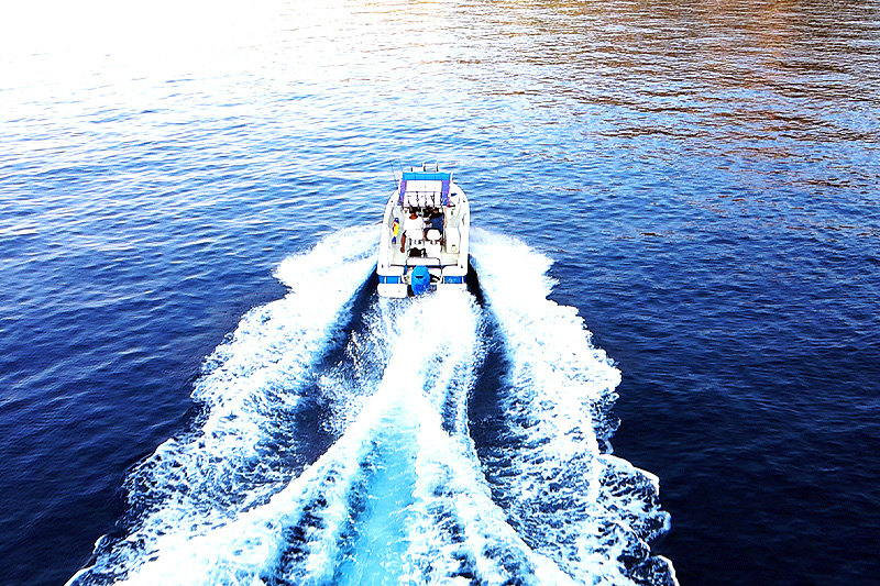 Emma Barracuda 650